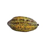 Cocoa (Piece)
